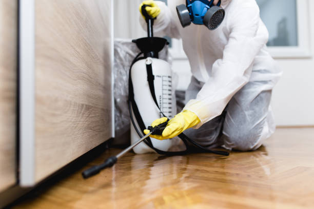 Best Wasp Removal Services  in St Cloud, FL