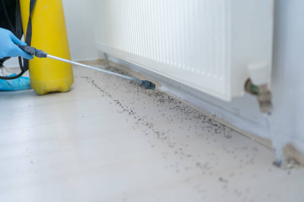 Best Emergency Pest Control  in St Cloud, FL